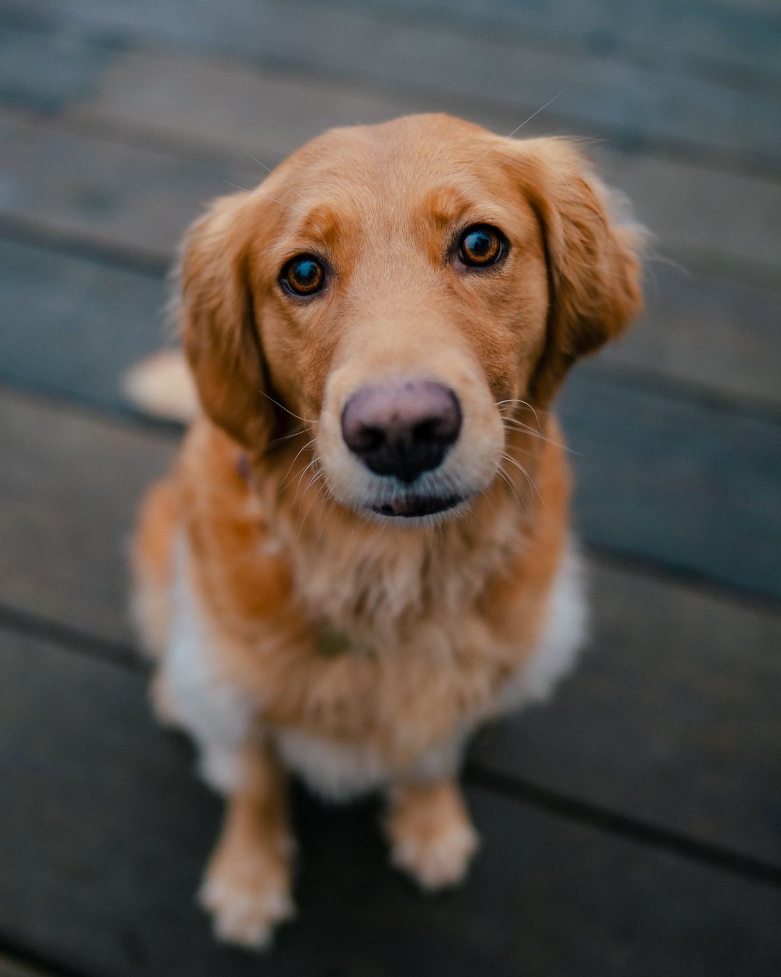 Pawtrait